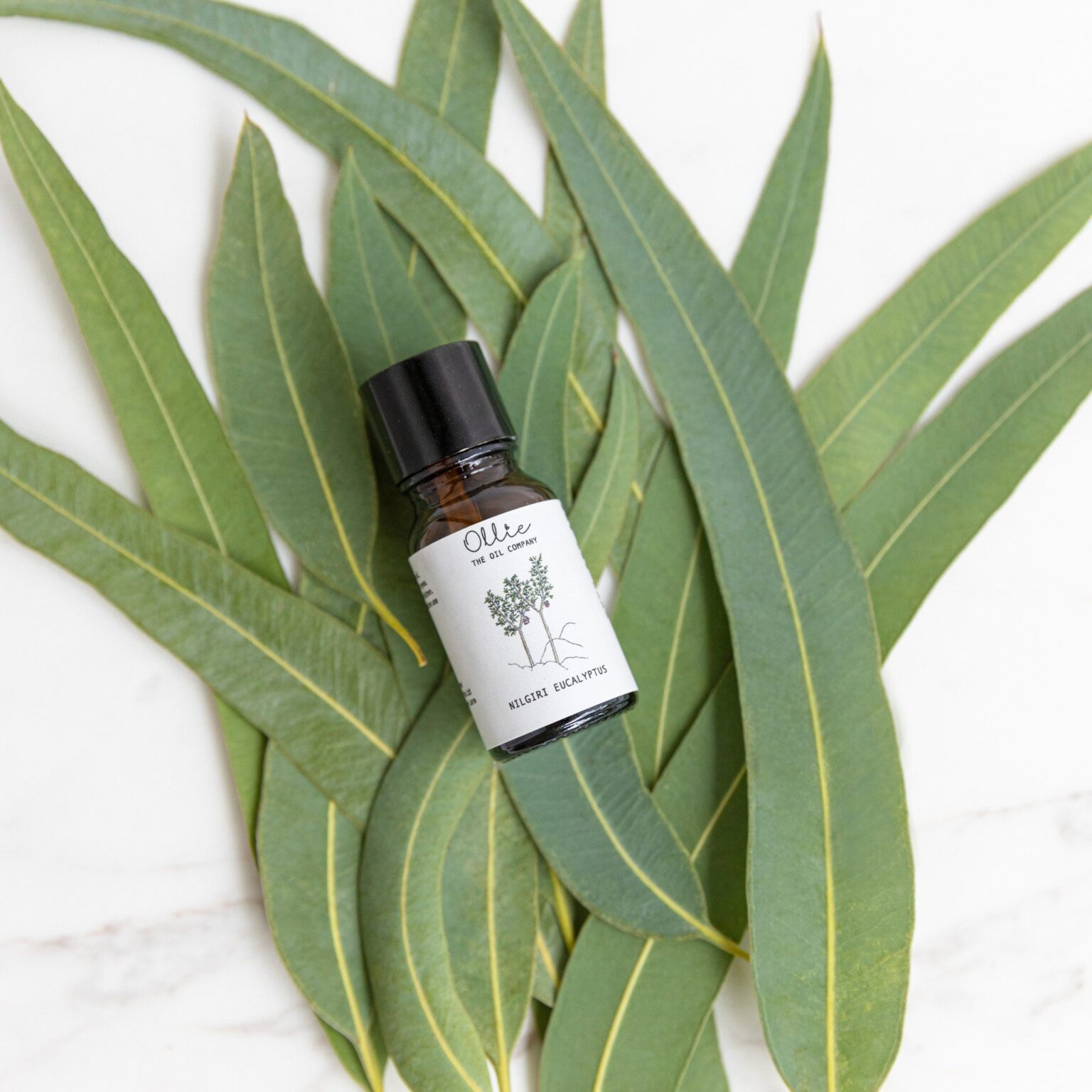 Ollie S Pure And Natural Nilgiri Eucalyptus Essential Oil