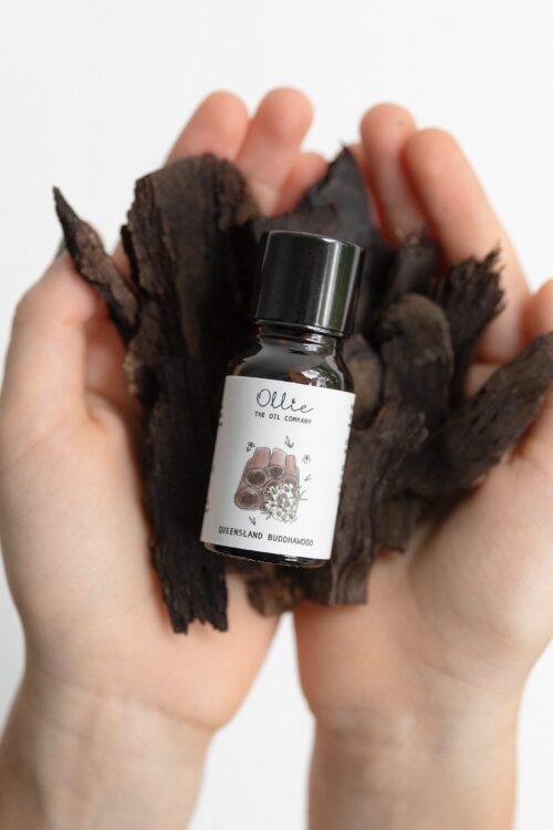 Queensland Buddhawood Oil