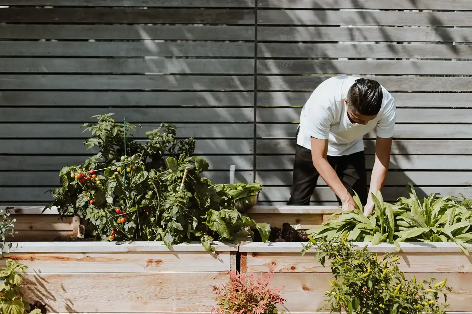 sustainable-sourcing-ollie sustainable sourcing