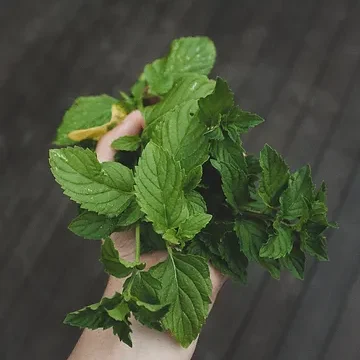Peppermint Oil 2 Peppermint Oil 2