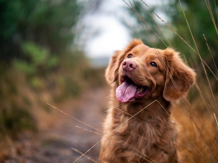 5 reasons why Organic Mosquito Repellent is safe for pets